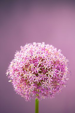 Purple alium onion flower clipart