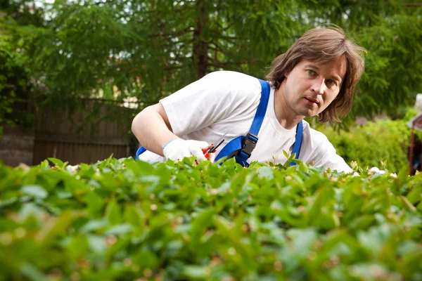 Jardineiro que corta um arbusto — Fotografia de Stock
