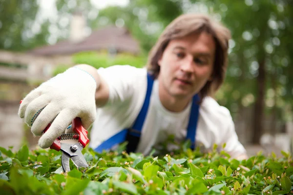 Trädgårdsmästare skära en buske — Stockfoto