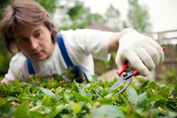 Jardinero cortando un arbusto — Foto de Stock