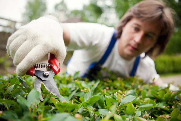 Giardiniere che taglia un cespuglio — Foto Stock