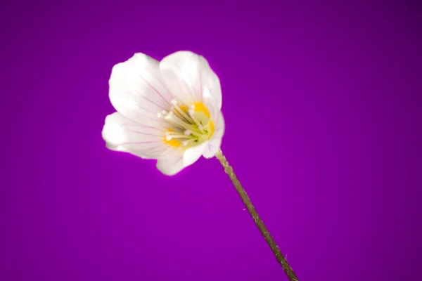 Szczawik kwiat na fioletowym tle — Zdjęcie stockowe