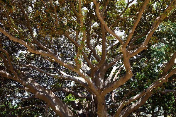 Ветви деревьев — стоковое фото