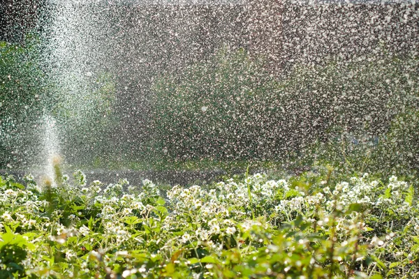Rega do jardim, enorme quantidade de gotas de água — Fotografia de Stock