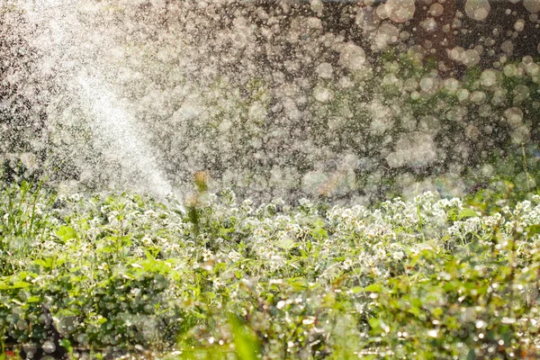 Rega do jardim, enorme quantidade de gotas de água — Fotografia de Stock