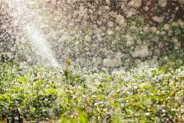 Stock image Garden watering, huge amount of water drops