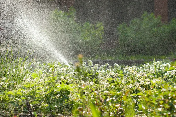 Arrosage de jardin, énorme quantité de gouttes d'eau — Photo