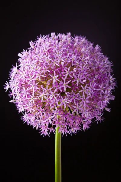Фіолетова квітка алію цибулі — стокове фото