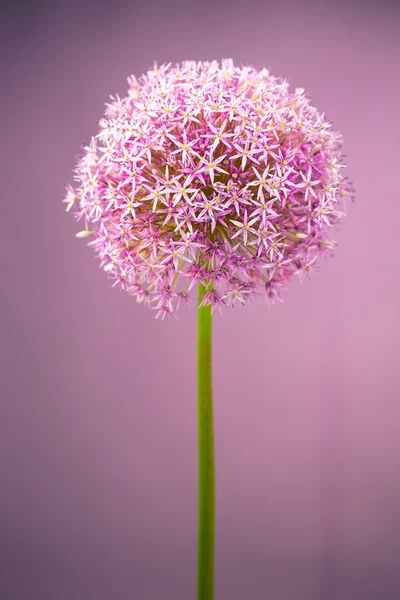 Purple alium onion flower — Stock Photo, Image