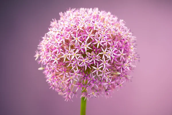 Flor de cebola de álium roxo — Fotografia de Stock