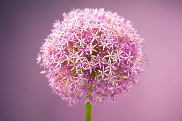 Lila alium lök blomma — Stockfoto