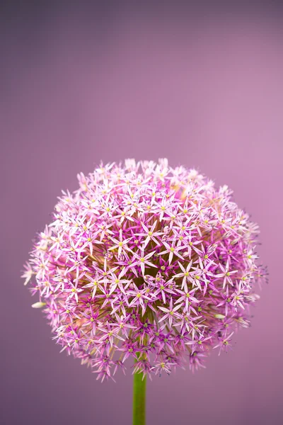 Flor de cebola de álium roxo — Fotografia de Stock