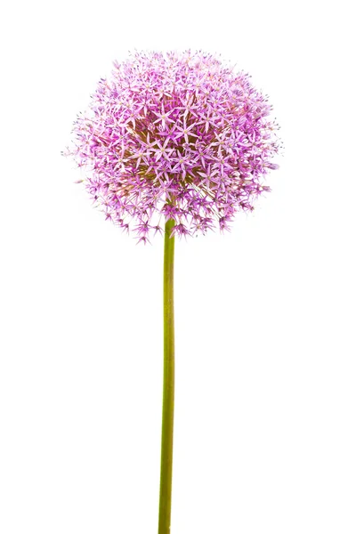 Flor de cebolla alium púrpura —  Fotos de Stock