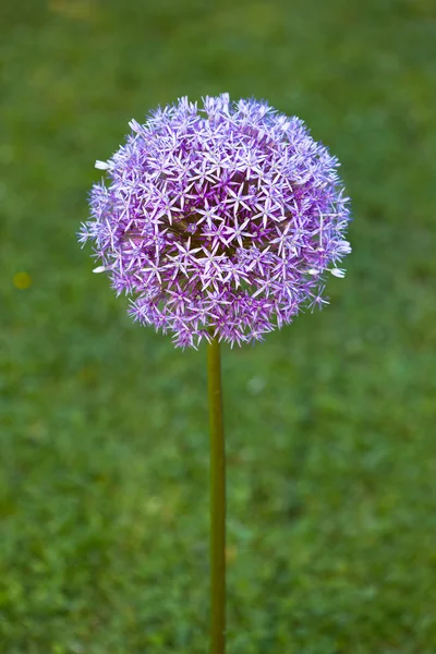 stock image Purple alium onion flower