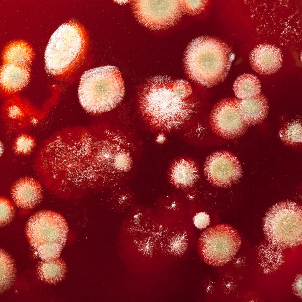Mold colonies — Stock Photo, Image