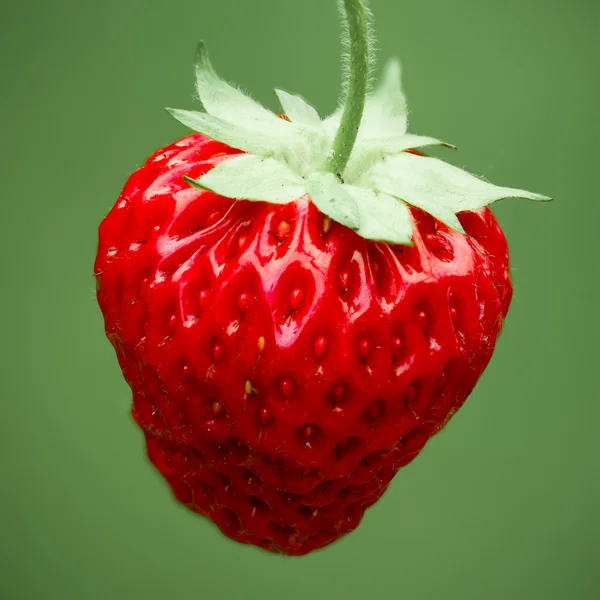 Verse aardbeien — Stockfoto