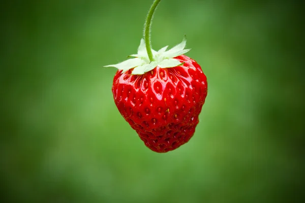 Verse aardbeien — Stockfoto
