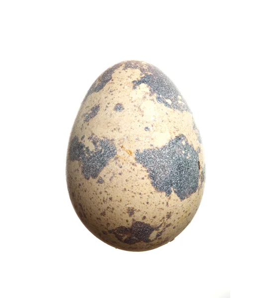 Huevo de codorniz aislado — Foto de Stock