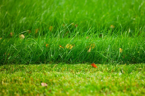 Zelený trávník — Stock fotografie