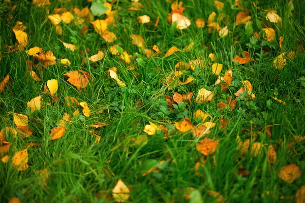 Feuilles jaunes sur la pelouse — Photo