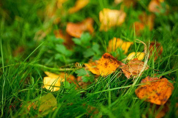 Feuilles jaunes sur la pelouse — Photo