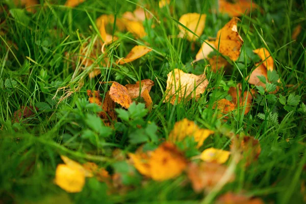 Folhas amarelas no gramado — Fotografia de Stock