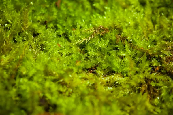 Groene mos — Stockfoto