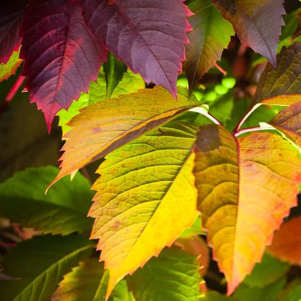 Folhas coloridas — Fotografia de Stock