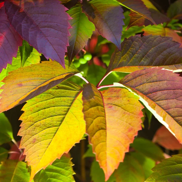 Різнобарвні листя — стокове фото