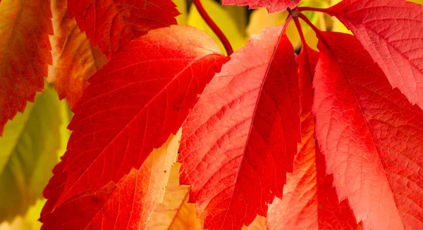 stock image Colorful leaves