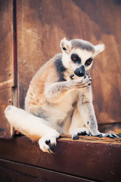 Anello coda lemure leccare le zampe — Foto Stock