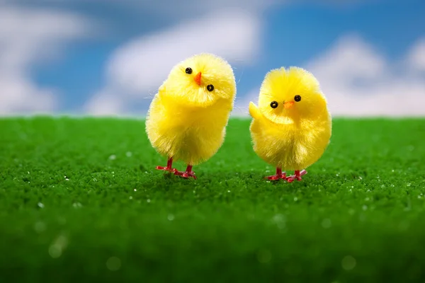 Happy easter chicks — Stock Photo, Image