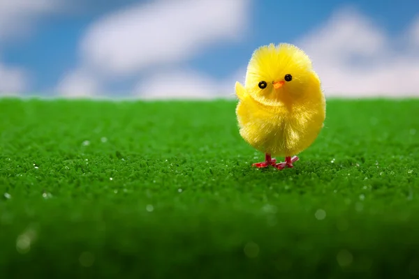 Happy easter chick — Stock Photo, Image