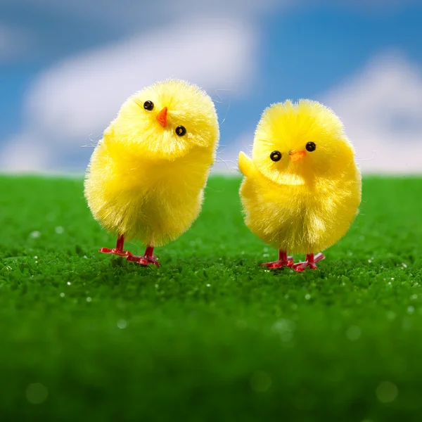 Happy easter chicks — Stock Photo, Image