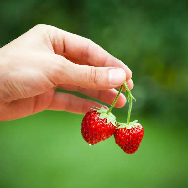 Hand holding strawberries — Stock Photo, Image