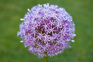 Purple alium onion flower clipart