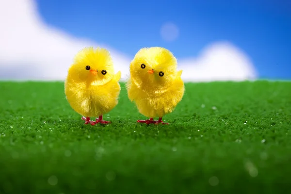 Feliz polluelo de Pascua — Foto de Stock