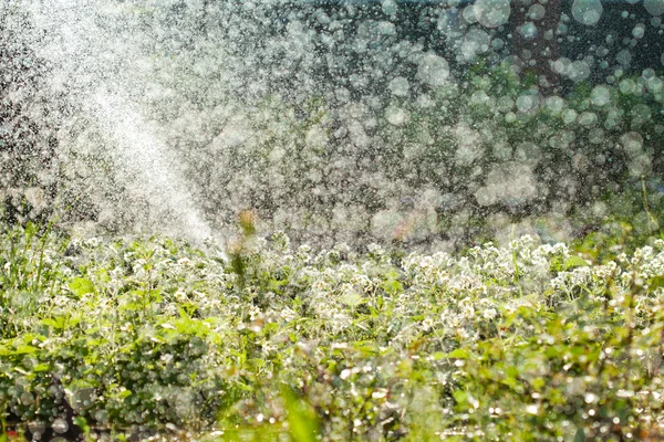 Garden vattning, stor mängd vattendroppar — Stockfoto