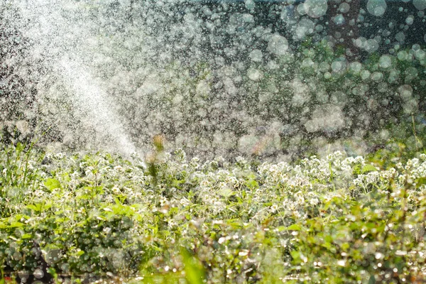 Rega do jardim, enorme quantidade de gotas de água — Fotografia de Stock