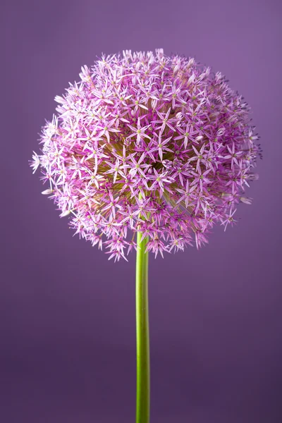 Flor de cebolla alium púrpura — Foto de Stock