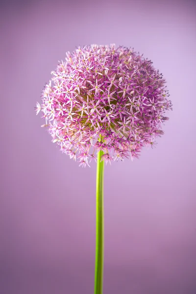Lila alium lök blomma — Stockfoto