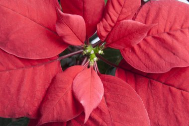 Detail of a poinsettia. clipart