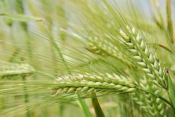 Barley Stock Image