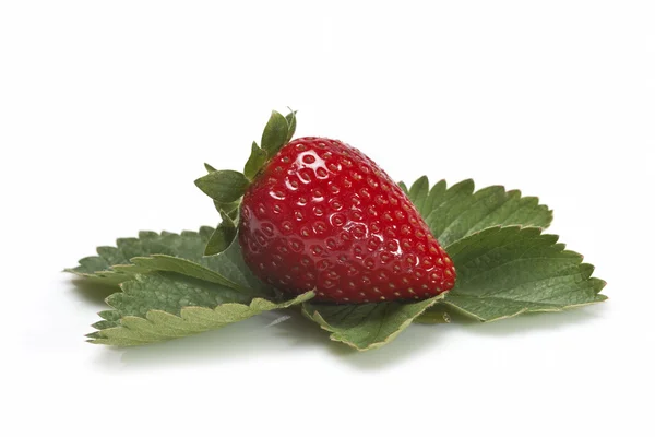 Erdbeere mit ihren Blättern. — Stockfoto