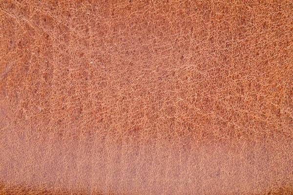 Animal skin texture. — Stock Photo, Image