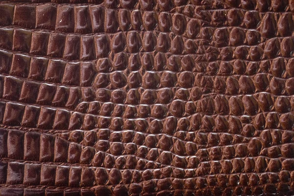 Textura da pele do réptil . — Fotografia de Stock