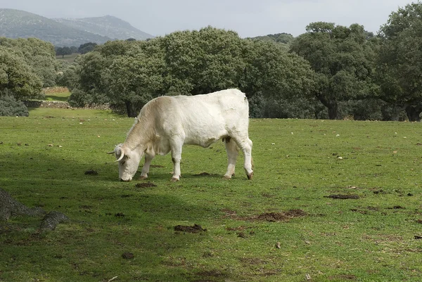 들에서 풀을 뜯는 소들 — 스톡 사진