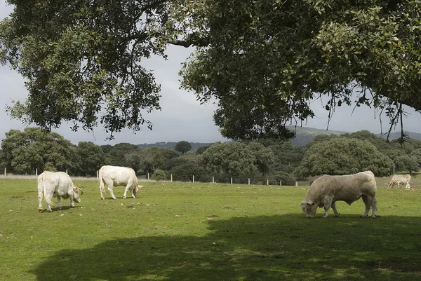 Αγελάδες βόσκησης στο χωράφι — Φωτογραφία Αρχείου
