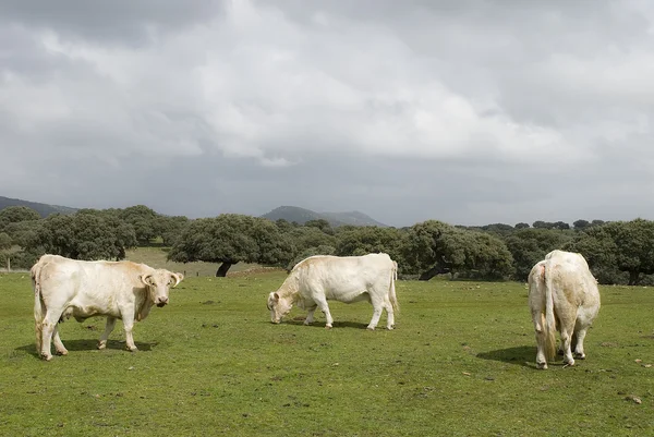 Koeien grazen in het veld — Stockfoto