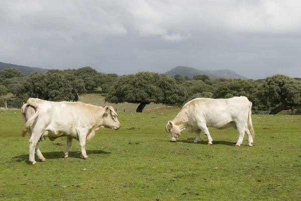 들에서 풀을 뜯는 소들 — 스톡 사진